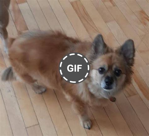 ADOPTED - Pomchi Dog For Adoption in Calgary - Supplies Included - Adopt Tait