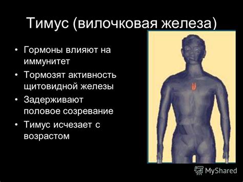 Презентация на тему: "Железы нашего организма. Экзокринные железы ...