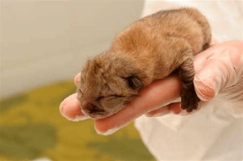 Iberian Lynx Cubs