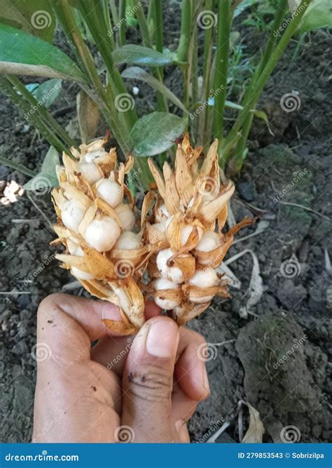 A cardamom spice stock image. Image of harvest, wild - 279853543