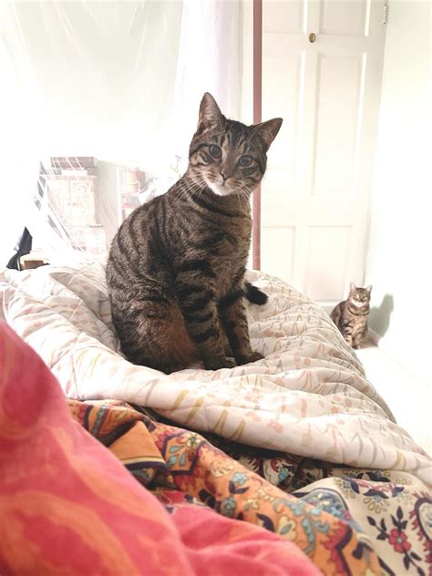 Bartholomew’s face is so cute I just want to put the whole thing in my