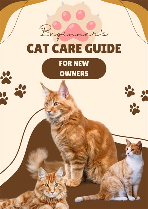 beginners cat care guide   owners