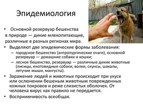 Бешенство - презентация онлайн