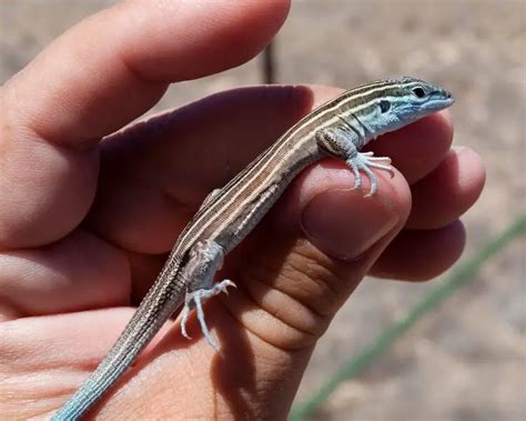 striped whiptail facts diet habitat pictures  animaliabio