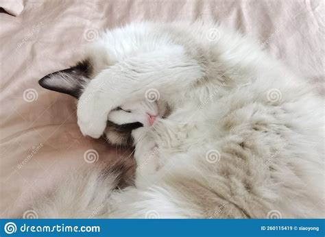 Sleeping ragdoll cat stock image. Image of sleepy, white - 260115419