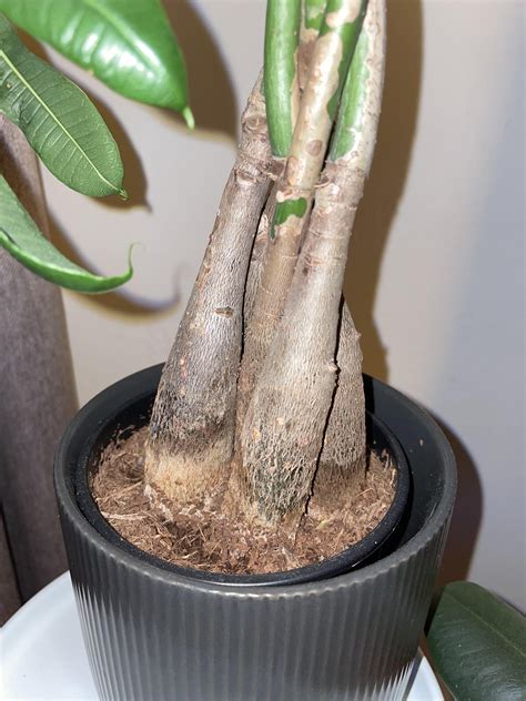 Sick money tree : r/plantclinic