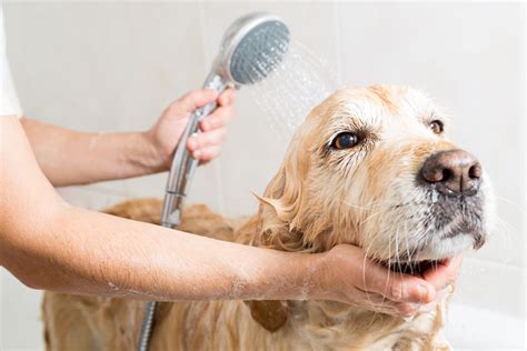 How often should dogs bathe? - Vet Help Direct