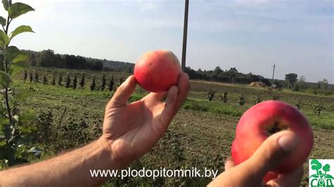 🍎 Яблоня сорт Штрифель (Штрейфлинг, Осеннее полосатое) 2 вида 🍎 - YouTube