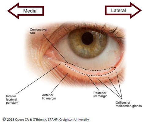 Conjunctival Sac