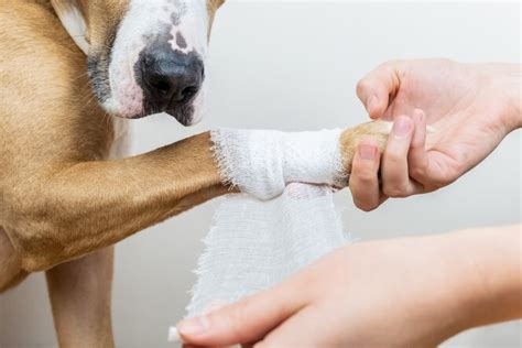 Premium Photo | A veterinarian imposes bandage a dog on a wounded paw