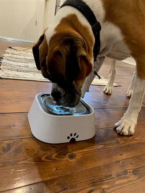 All Fur You - Give your pet the life they deserve – All Fur You Store
