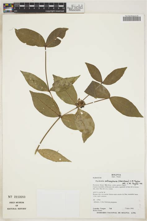 Psychotria ostreophora (Wernham) C.M.Taylor