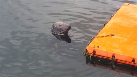 eyemouth feeding  seals youtube