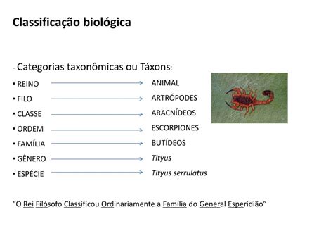 PPT - Classificação biológica PowerPoint Presentation, free download