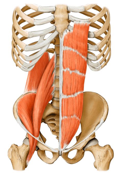 Core Muscle Anatomy