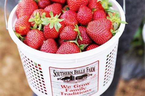 strawberry picking – Southern Belle Farm