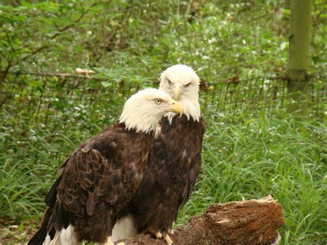 Two bald eagles in deep debate : r/photoshopbattles