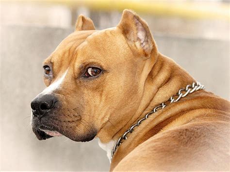 Pitbull Dog Wallpapers HD - Wallpaper Cave