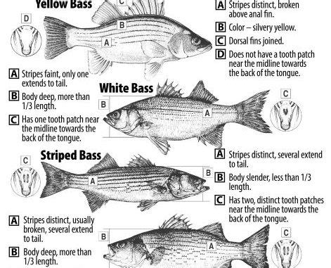 Freshwater White Bass Recipe | Dandk Organizer