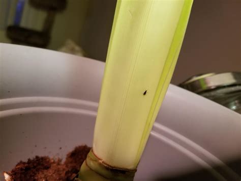 Tiny black flying insect found on indoor amaryllis in California. What