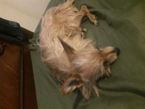 why is dog weak for beginners 5