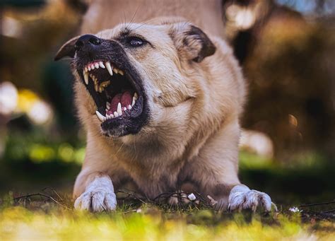 rabies animal bites hamilton county public health