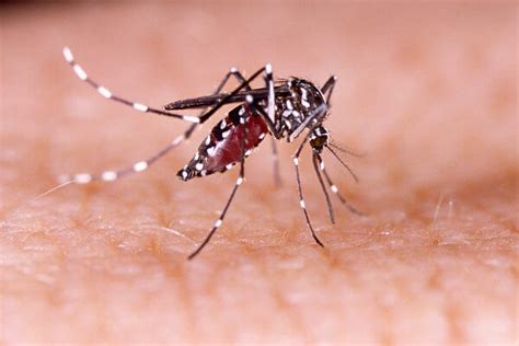 Imagem Sobre A Dengue - Dengue: o que você precisa saber sobre a doença! - Brasil Escola