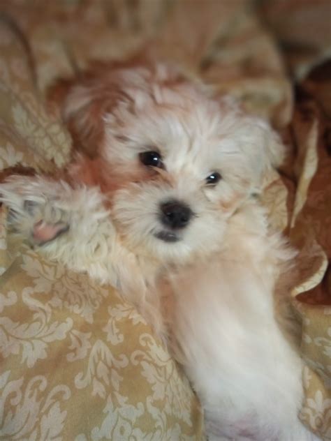 I adopted a puppy, could you help me choose a name? I'm not sure yet