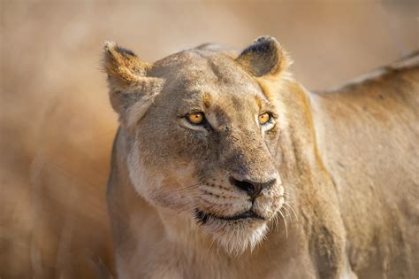 Female Lion Photos, Download The BEST Free Female Lion Stock Photos