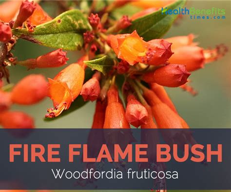 fire flame bush facts  benefits health benefits