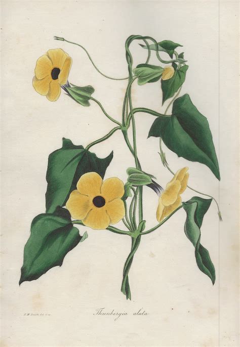 Thunbergia Alata - Book and Paper Arts