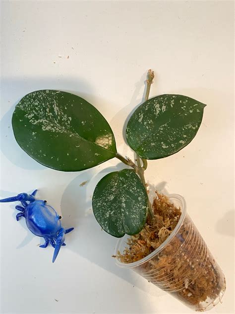Hoya carnosa freckles splash - unrooted – Plants Wake You Up
