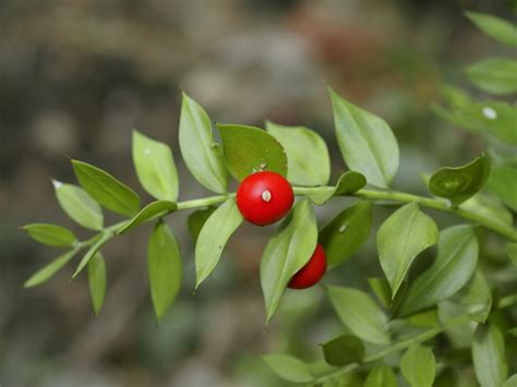 Discover the Resilient Ruscus: A Comprehensive Guide to Growing and
