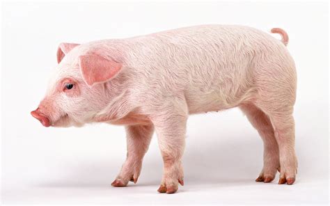 Charming Pig: HD Wallpaper for Animal Lovers