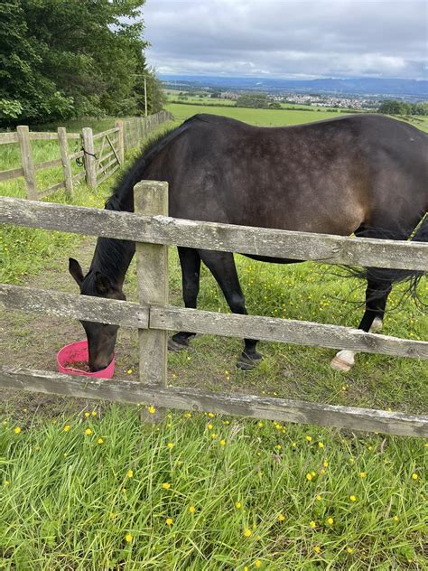 Orange Fox Eventing - The downsides to keeping horses is when they aren