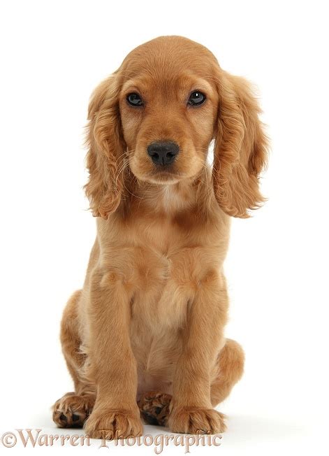 Dog: Golden Cocker Spaniel puppy photo WP36711