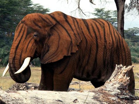 tiger elephant  qzr  deviantart