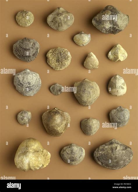 brachiopod shell  res stock photography  images alamy
