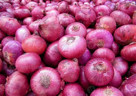 Biggest Onion