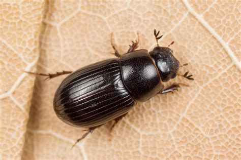 Aphodius nemoralis | Лосиный помет | Nikolai Vladimirov | Flickr
