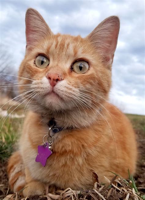 Smoky Lake Maple Products - Two years ago today, this little ham