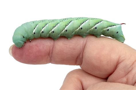 how to take care of hornworms