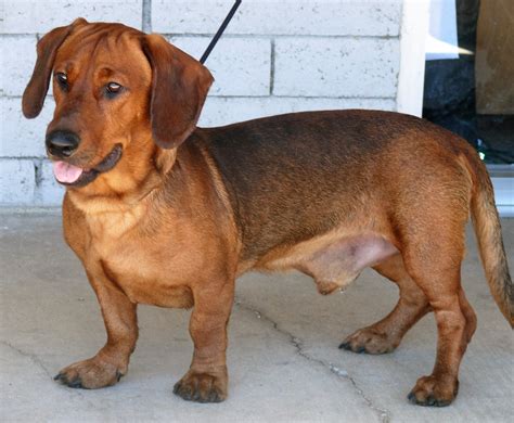 Are Basset Hounds Easier To Groom Than Dachshunds