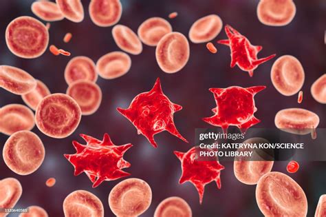 acanthocyte abnormal red blood cells illustration high res vector