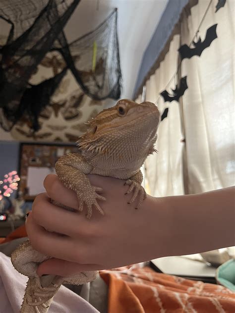 Beardie wont eat greens : r/BeardedDragons