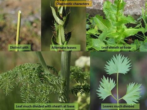 Factsheet -Apiaceae