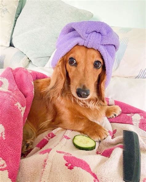 17 Penny costumes ideas | dog halloween, dog halloween costumes, dog
