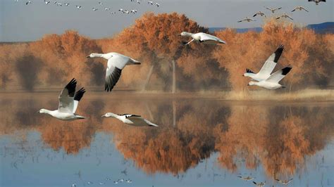 beautiful nice  lovely birds images duul wallpaper