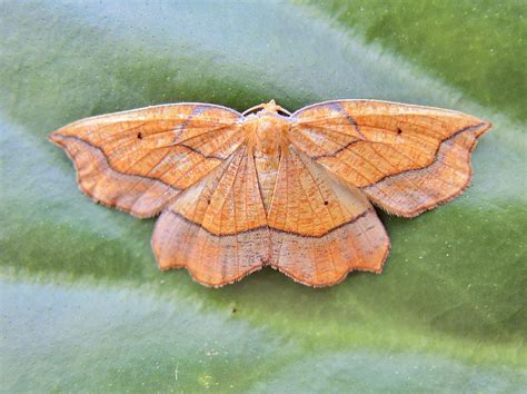 vitrealis starting  identify moths part  helpful books