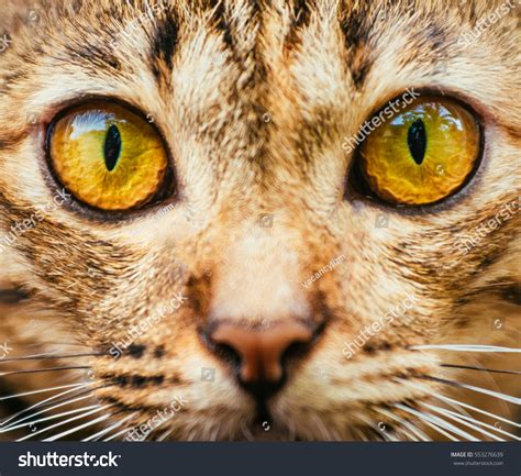 Cat Eye Close Up